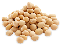 Soyabean